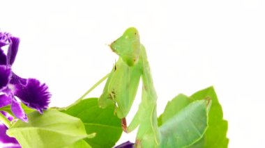 4K dua eden peygamber devesi beyaz arka plan peygamber devesi, böcek, peygamber devesi, dua eden peygamber devesi, hayvan, doğa, dua eden makro, yırtıcı, yakın plan, vahşi yaşam, vahşi yaşam, beyaz arka plan, peygamber devesi dini, gözler