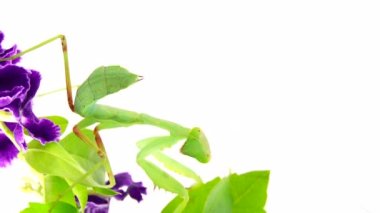 4K dua eden peygamber devesi beyaz arka plan peygamber devesi, böcek, peygamber devesi, dua eden peygamber devesi, hayvan, doğa, dua eden makro, yırtıcı, yakın plan, vahşi yaşam, vahşi yaşam, beyaz arka plan, peygamber devesi dini, gözler