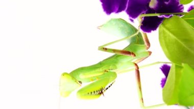 4K dua eden peygamber devesi beyaz arka plan peygamber devesi, böcek, peygamber devesi, dua eden peygamber devesi, hayvan, doğa, dua eden makro, yırtıcı, yakın plan, vahşi yaşam, vahşi yaşam, beyaz arka plan, peygamber devesi dini, gözler