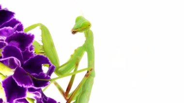 4K dua eden peygamber devesi beyaz arka plan peygamber devesi, böcek, peygamber devesi, dua eden peygamber devesi, hayvan, doğa, dua eden makro, yırtıcı, yakın plan, vahşi yaşam, vahşi yaşam, beyaz arka plan, peygamber devesi dini, gözler