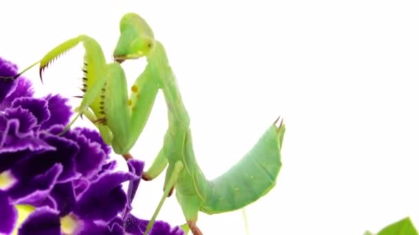 Praying Mantis Dansing White Background Mantis Insect Bug Praying Mantis — Stock Video