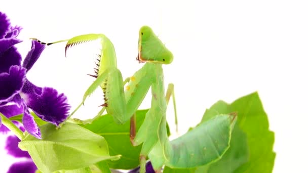 Προσεύχεται Mantis Dansing Λευκό Φόντο Mantis Έντομο Bug Προσεύχεται Mantis — Αρχείο Βίντεο