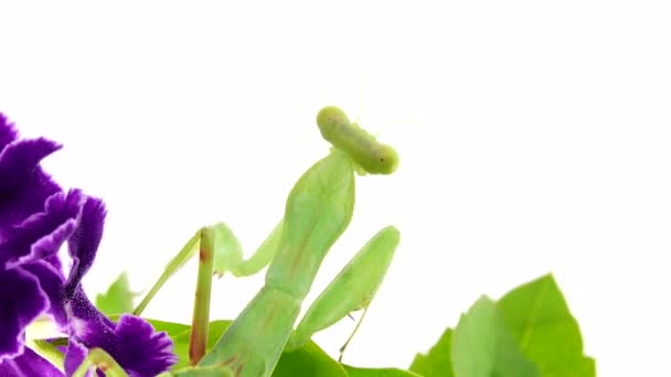 Louva Deus Dansing Fundo Branco Mantis Inseto Inseto Louva Deus — Vídeo de Stock