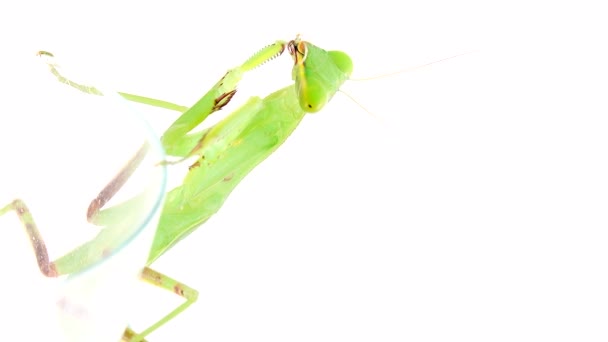 Louva Deus Dansing Fundo Branco Mantis Inseto Inseto Louva Deus — Vídeo de Stock