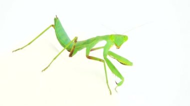 4K dua eden peygamber devesi beyaz arka plan peygamber devesi, böcek, peygamber devesi, dua eden peygamber devesi, hayvan, doğa, dua eden makro, yırtıcı, yakın plan, vahşi yaşam, vahşi yaşam, beyaz arka plan, peygamber devesi dini, gözler