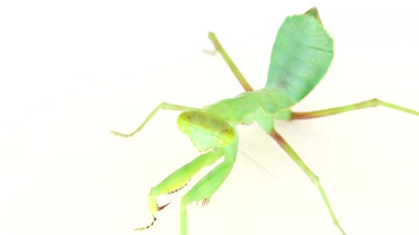 4K在白色背景的螳螂 大自然 掠食者 野生动物 白色背景 眼睛上祈祷的螳螂 — 图库视频影像