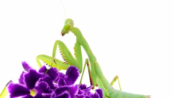 Mante Religieuse Dansant Sur Fond Blanc Mante Insecte Insecte Insecte — Video