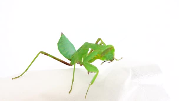 Mantis Religiosa Dansing Sobre Fondo Blanco Mantis Insecto Insecto Mantis — Vídeo de stock