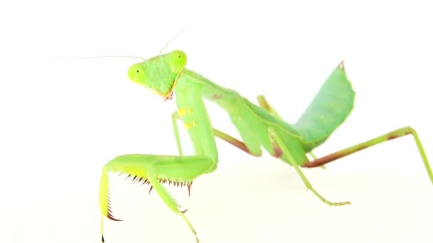 4K祈りのカマキリは白い背景のカマキリ 祈りのカマキリ マクロ 捕食者 クローズアップ 野生動物 野生動物 白い背景 カマキリ宗教 目にクレンジング — ストック動画