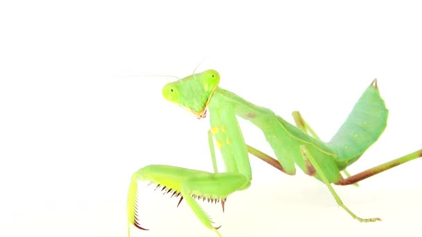 Louva Deus Dansing Fundo Branco Mantis Inseto Inseto Louva Deus — Vídeo de Stock