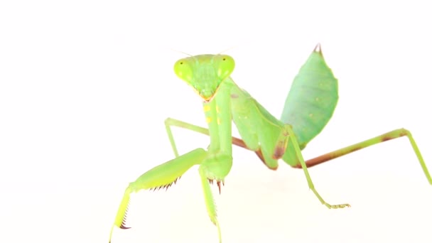 Louva Deus Dansing Fundo Branco Mantis Inseto Inseto Louva Deus — Vídeo de Stock