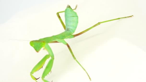 Προσεύχεται Mantis Dansing Λευκό Φόντο Mantis Έντομο Bug Προσεύχεται Mantis — Αρχείο Βίντεο