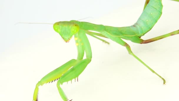 Gottesanbeterin Tanzt Auf Weißem Hintergrund Gottesanbeterin Insekt Käfer Gottesanbeterin Tier — Stockvideo