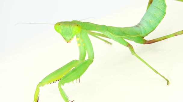 Louva Deus Dansing Fundo Branco Mantis Inseto Inseto Louva Deus — Vídeo de Stock