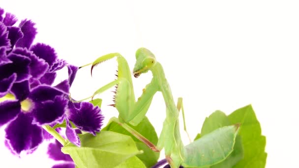 Bedjande Mantis Dansar Vit Bakgrund Mantis Insekt Bugg Bedjande Mantis — Stockvideo