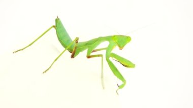 4K dua eden peygamber devesi beyaz arka plan peygamber devesi, böcek, peygamber devesi, dua eden peygamber devesi, hayvan, doğa, dua eden makro, yırtıcı, yakın plan, vahşi yaşam, vahşi yaşam, beyaz arka plan, peygamber devesi dini, gözler