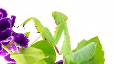 4K dua eden peygamber devesi beyaz arka plan peygamber devesi, böcek, peygamber devesi, dua eden peygamber devesi, hayvan, doğa, dua eden makro, yırtıcı, yakın plan, vahşi yaşam, vahşi yaşam, beyaz arka plan, peygamber devesi dini, gözler