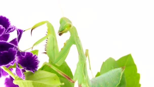 Praying Mantis Dansing White Background Mantis Insect Bug Praying Mantis — Stock Video