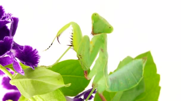 4K在白色背景的螳螂 大自然 掠食者 野生动物 白色背景 眼睛上祈祷的螳螂 — 图库视频影像