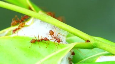  4K Kızıl Karıncalar doğada yaprakları bir araya getirmek için güçlerini birleştirerek yuvalarını kurarlar.