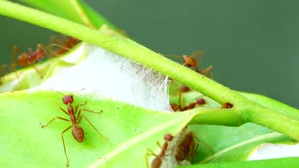 Kızıl Karıncalar Doğada Yaprakları Bir Araya Getirmek Için Güçlerini Birleştirerek — Stok video