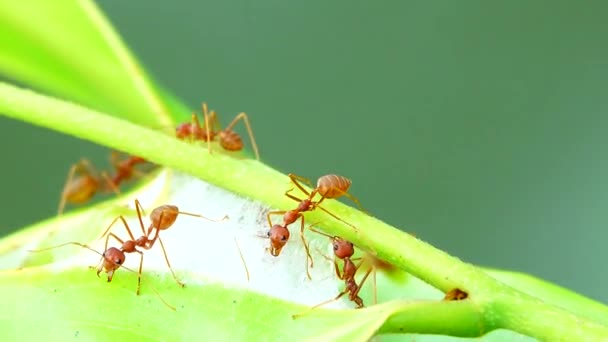 Formiche Rosse Costruiscono Loro Nidi Unendo Forze Unire Foglie Natura — Video Stock