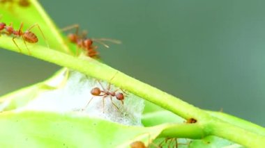  4K Kızıl Karıncalar doğada yaprakları bir araya getirmek için güçlerini birleştirerek yuvalarını kurarlar.