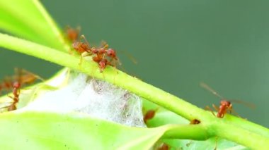  4K Kızıl Karıncalar doğada yaprakları bir araya getirmek için güçlerini birleştirerek yuvalarını kurarlar.