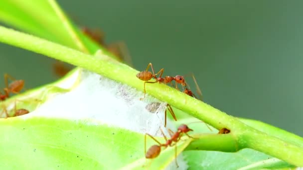 Rote Ameisen Bauen Ihre Nester Indem Sie Sich Zusammentun Blätter — Stockvideo