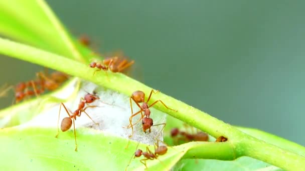 Formigas Vermelhas Constroem Seus Ninhos Unindo Forças Para Juntar Folhas — Vídeo de Stock