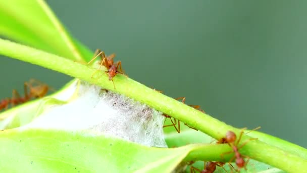 Les Fourmis Rouges Construisent Leurs Nids Unissant Leurs Forces Pour — Video