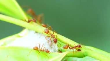  4K Kızıl Karıncalar doğada yaprakları bir araya getirmek için güçlerini birleştirerek yuvalarını kurarlar.