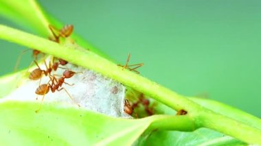  4K Kızıl Karıncalar doğada yaprakları bir araya getirmek için güçlerini birleştirerek yuvalarını kurarlar.