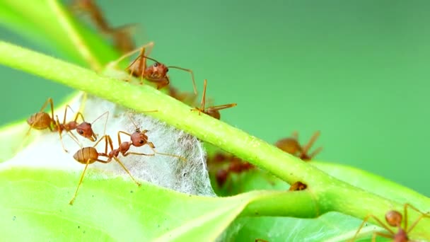 Red Mravenci Stavět Své Hnízda Spojením Sil Tahání Listí Dohromady — Stock video