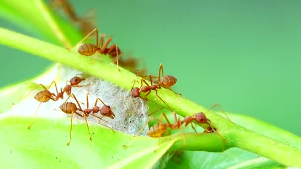 Formigas Vermelhas Constroem Seus Ninhos Unindo Forças Para Juntar Folhas — Vídeo de Stock