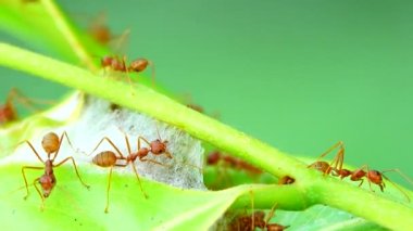  4K Kızıl Karıncalar doğada yaprakları bir araya getirmek için güçlerini birleştirerek yuvalarını kurarlar.