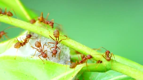 Las Hormigas Rojas Construyen Sus Nidos Uniendo Fuerzas Para Unir — Vídeo de stock