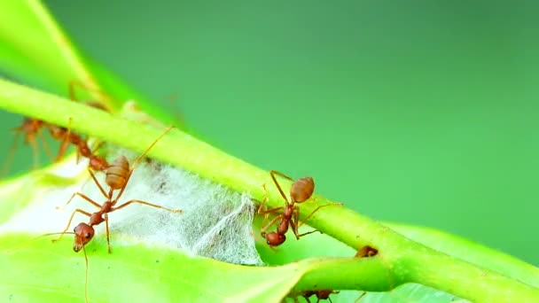 4K红蚂蚁通过联合力量把自然界中的树叶拉到一起筑巢 — 图库视频影像