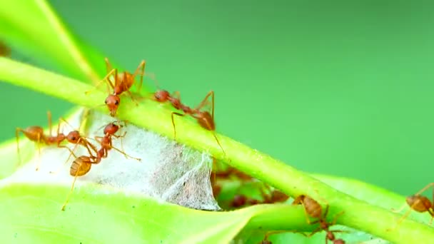 4K红蚂蚁通过联合力量把自然界中的树叶拉到一起筑巢 — 图库视频影像