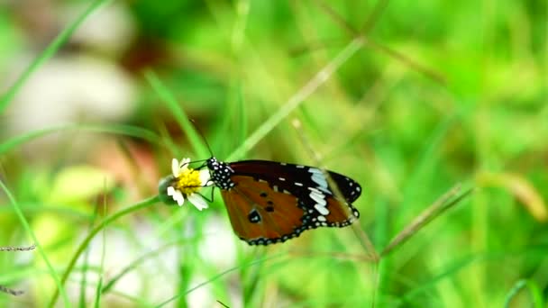 1080P 250Fps Αργή Κίνηση Ταϊλανδέζικη Όμορφη Πεταλούδα Στο Λιβάδι Λουλούδια — Αρχείο Βίντεο