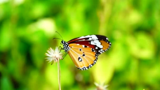 1080P 250Fps Zeitlupe Thai Schönen Schmetterling Auf Der Wiese Blumen — Stockvideo