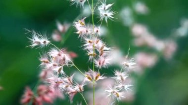 Gün batımında 4K pembe çiçek tarlası. Rüzgarda sallanan beyaz papatyalar. Kavram: Doğa çiçekleri bahar biyolojisi, hayvansal çevre ekosistemi