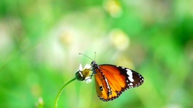 HD 1080p 250 fps ağır çekim Tayland güzel kelebeği çayır çiçekleri doğa