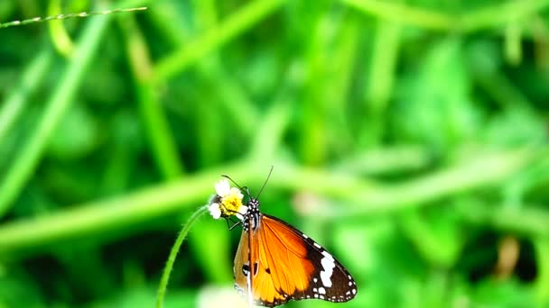 1080P 250Fps Zeitlupe Thai Schönen Schmetterling Auf Der Wiese Blumen — Stockvideo