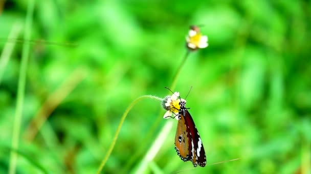 1080P 250Fps Zeitlupe Thai Schönen Schmetterling Auf Der Wiese Blumen — Stockvideo