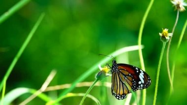 HD 1080p 250 fps ağır çekim Tayland güzel kelebeği çayır çiçekleri doğa