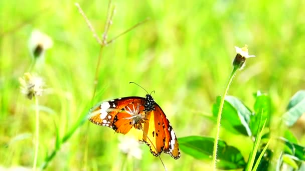 1080P 250Fps Ralenti Thai Beau Papillon Sur Les Fleurs Prairie — Video