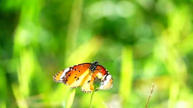 HD 1080p 250 fps ağır çekim Tayland güzel kelebeği çayır çiçekleri doğa