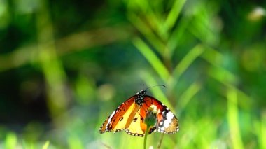HD 1080p 250 fps ağır çekim Tayland güzel kelebeği çayır çiçekleri doğa