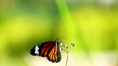 HD 1080p 500fps ağır çekim Thai güzel kelebek çayırda çiçek doğa